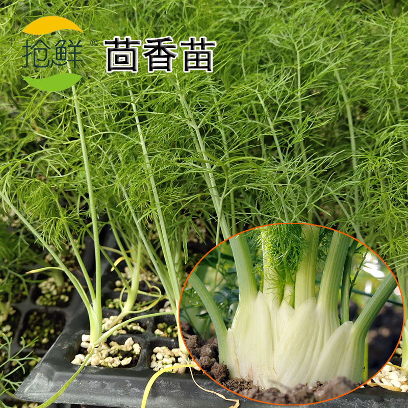 茴香种子苗秧盆栽新鲜带根栽种荤香回香小茴香四季蔬菜种籽孑幼苗