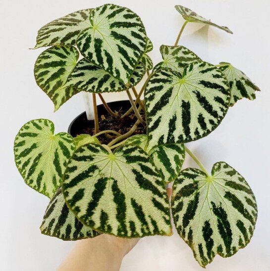 上海鲜花港帝王秋海棠begoniaimperialislem