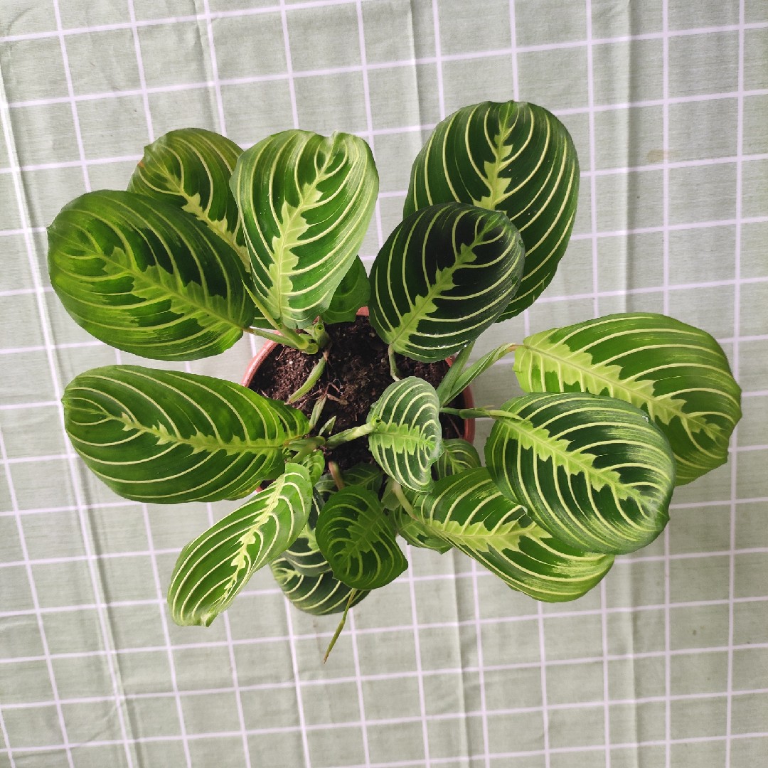 上海鲜花港白脉叶蝉稀有竹芋一物一拍