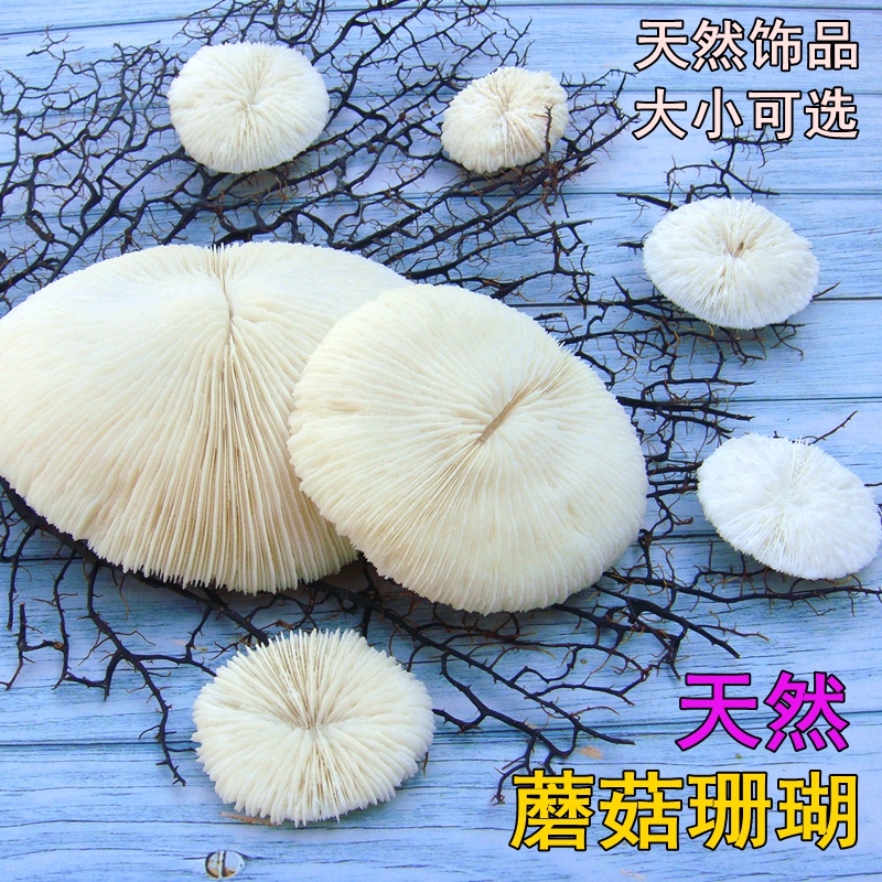 天然圆形白珊瑚海菊花海蘑菇贝壳海螺鱼缸造景装饰品摆件水晶消磁|msdalam kategori Aksesori rumah, barang kemas kreatif, Conch/Shell/Coral - dari Buy2taobao.com untuk memberikan perkhidmatan ejen Taobao profesional membeli