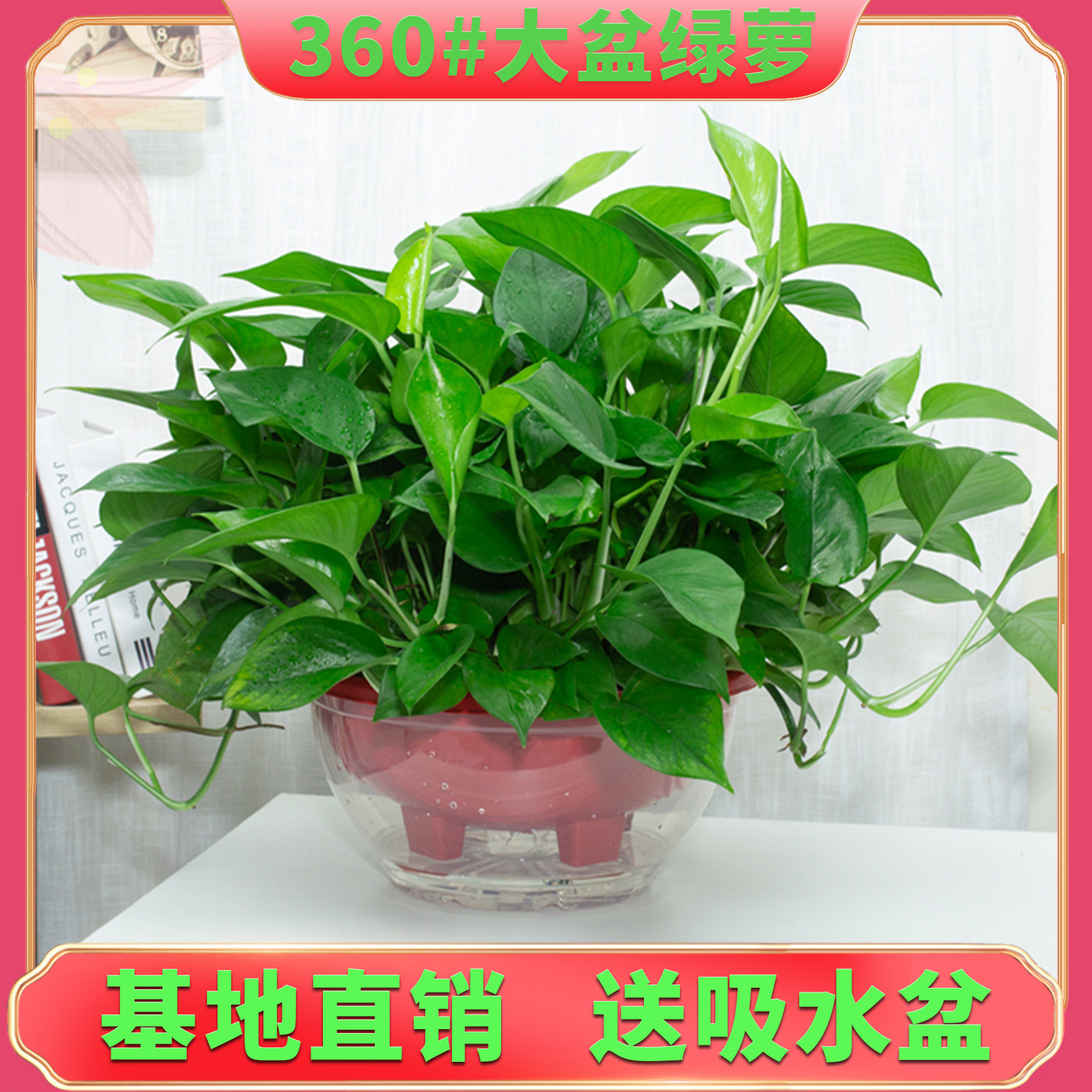 绿萝盆栽大盆室内垂吊水培植物花卉客厅新房除甲醛大叶绿箩长藤款