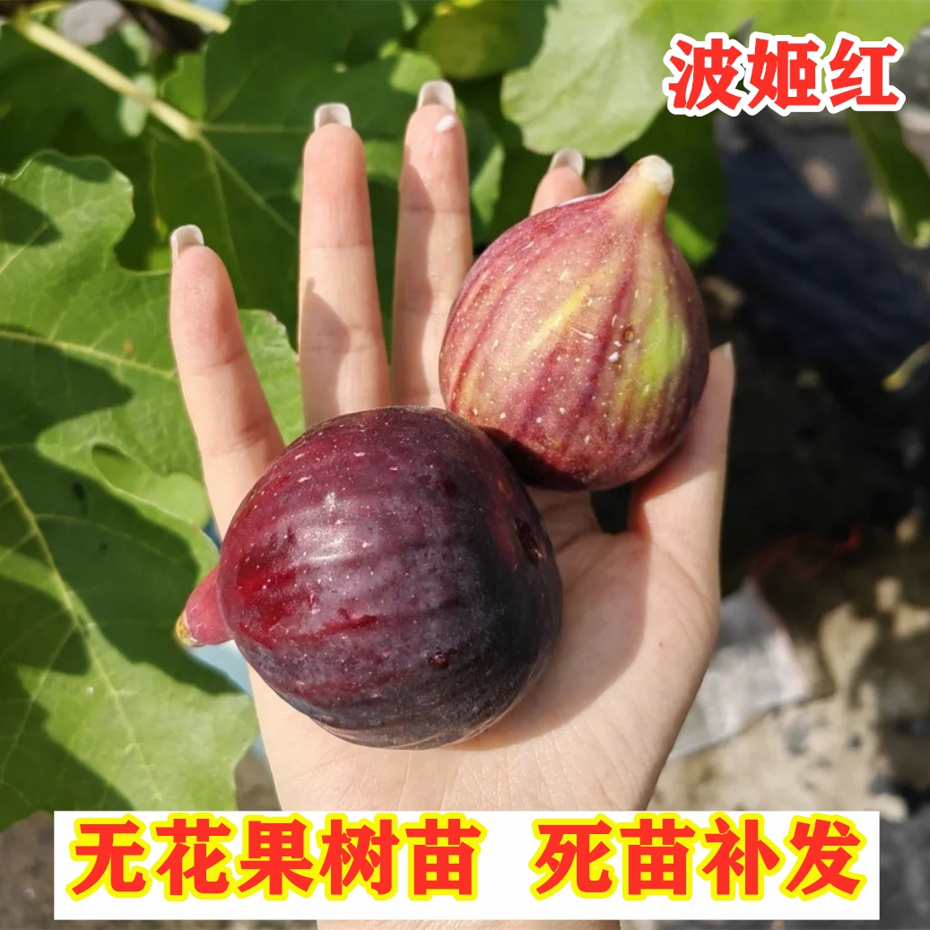 波姬红无花果树苗大波无花果苗南方北方阳台盆栽地栽种植当年结果