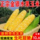 云南金银水果玉米9斤甜玉米棒子苞谷米现摘糯新鲜生吃包邮蔬菜10