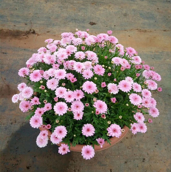 玛格丽特盆栽花卉