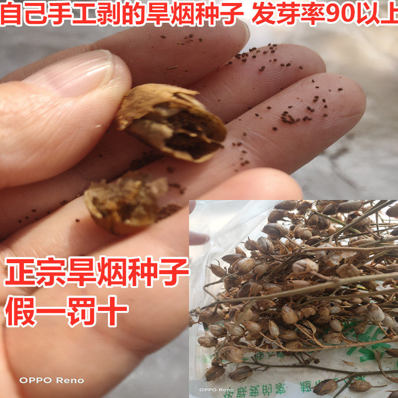 烟草种子大额优惠券