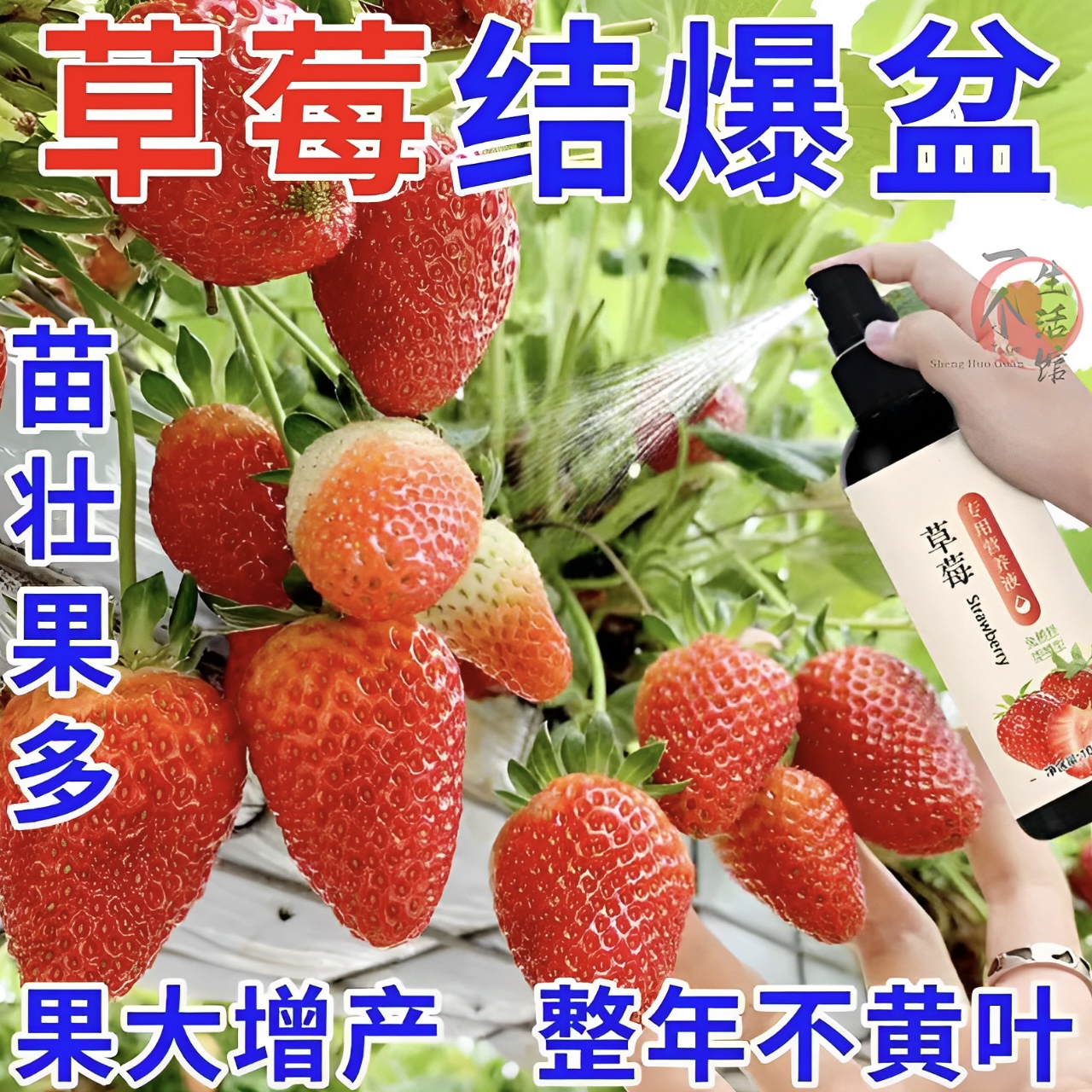 草莓肥料专用肥营养液家用盆栽有机肥