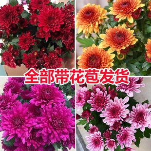 重瓣荷兰菊带花苞千头菊盆栽室内阳台庭院多年生花卉植物四季好养