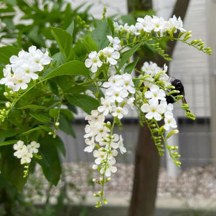 新品白色蕾丝金露巧克力香味带花苞四季开花好养花卉绿植庭院阳台