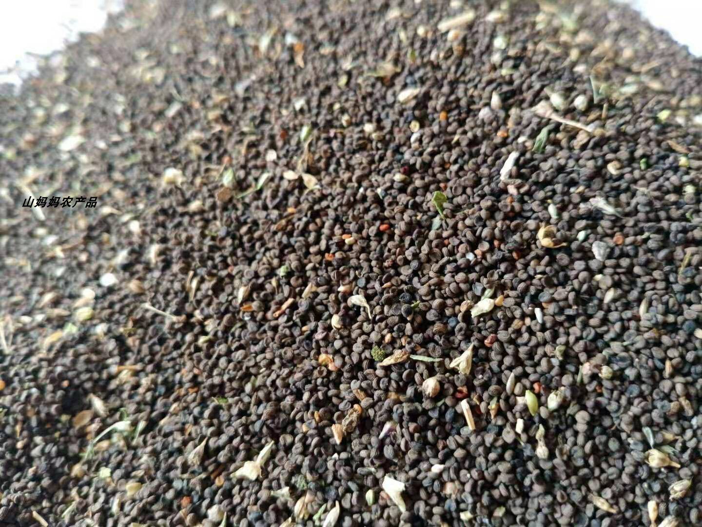 山东山苜楂山麻楂蚂蚱山菜种子10克万粒包邮山珍菜石蕊花播种阳