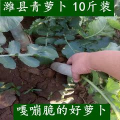 潍县萝卜10斤装 潍坊青萝卜脆 水果沙窝胡萝卜罗卜新鲜蔬菜农产品