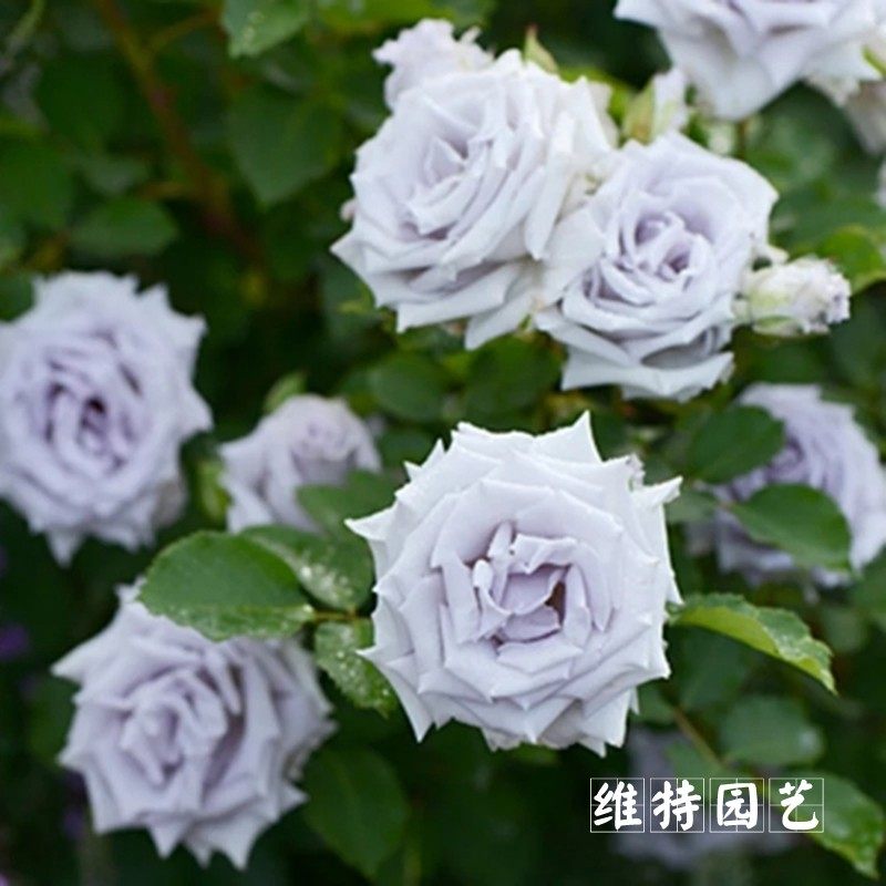 欧月月季盆栽 大花微月大地之蓝 蓝色格劳恩 浓香月季 玫瑰花苗