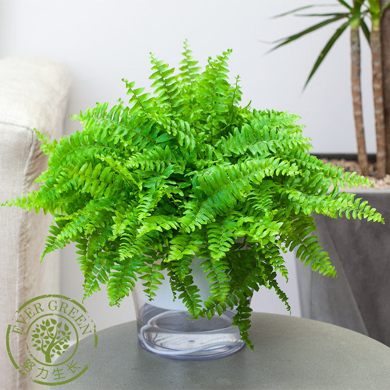 波士顿蕨 威武蕨霸王蕨 室内净化空气绿植盆栽除甲醛植物蕨类植物