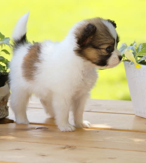 一折蝴蝶犬幼犬 活体 小型