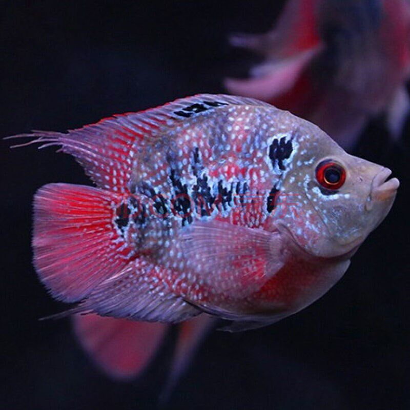 麒麟鹦鹉鱼麒麟罗汉鱼活体风水鱼血鹦鹉元宝黄鹦鹉梅花鹦鹉包邮