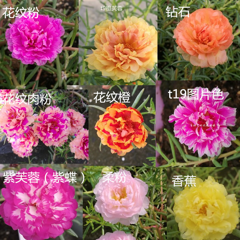 枝条链接 可单选颜色 宿根重瓣太阳花枝条新品植物耐热多种颜色