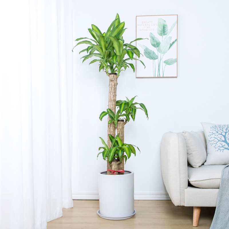 一折巴西木大盆栽