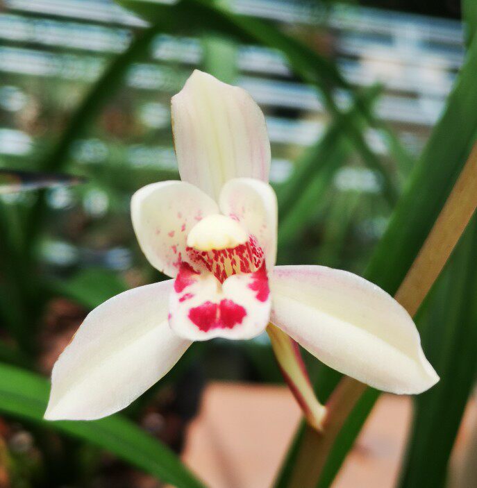 【兰香蝶自来】建兰之花仙子 东方仙子荷花仙子 美若天仙植物盆栽