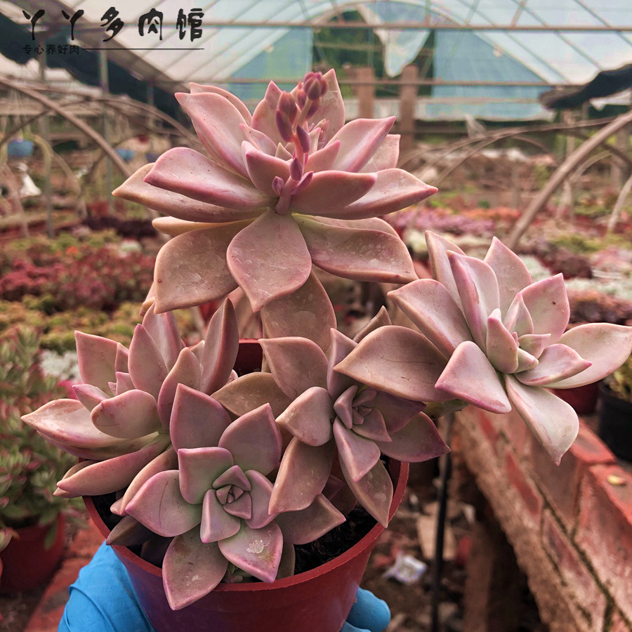 胧月韩彩莲老桩粉色精品多肉植物室内电脑桌面防辐射吸甲醛易爆盆