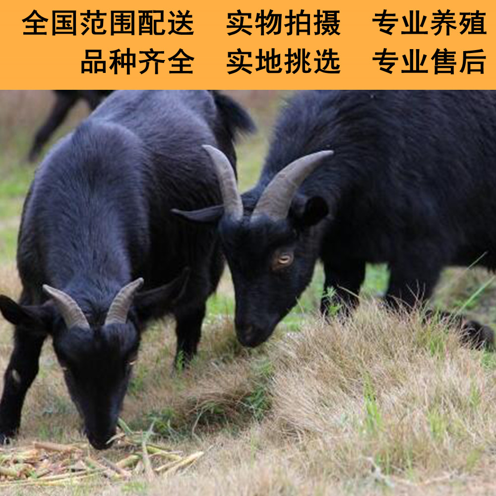 纯种黑山羊活苗努比亚黑山羊黑山羊活体努比亚黑山羊怀孕母羊