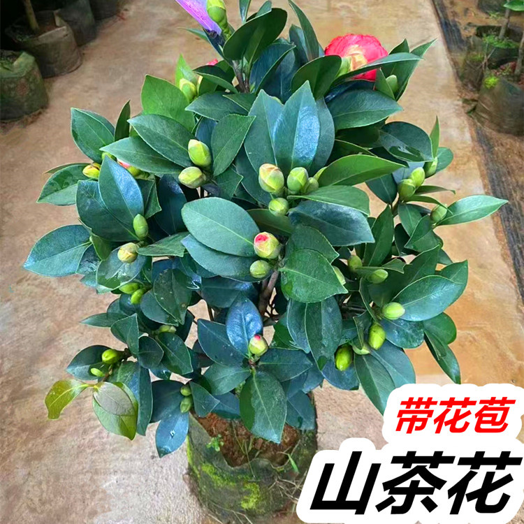 香妃茶花树苗盆栽带花苞五色赤丹大花浓香型好养花卉植物四季开花