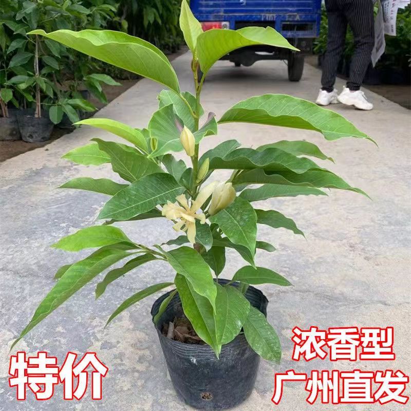 白玉兰花盆栽黄玉兰带花苞绿植庭院阳台绿化花圃四季开花浓香味