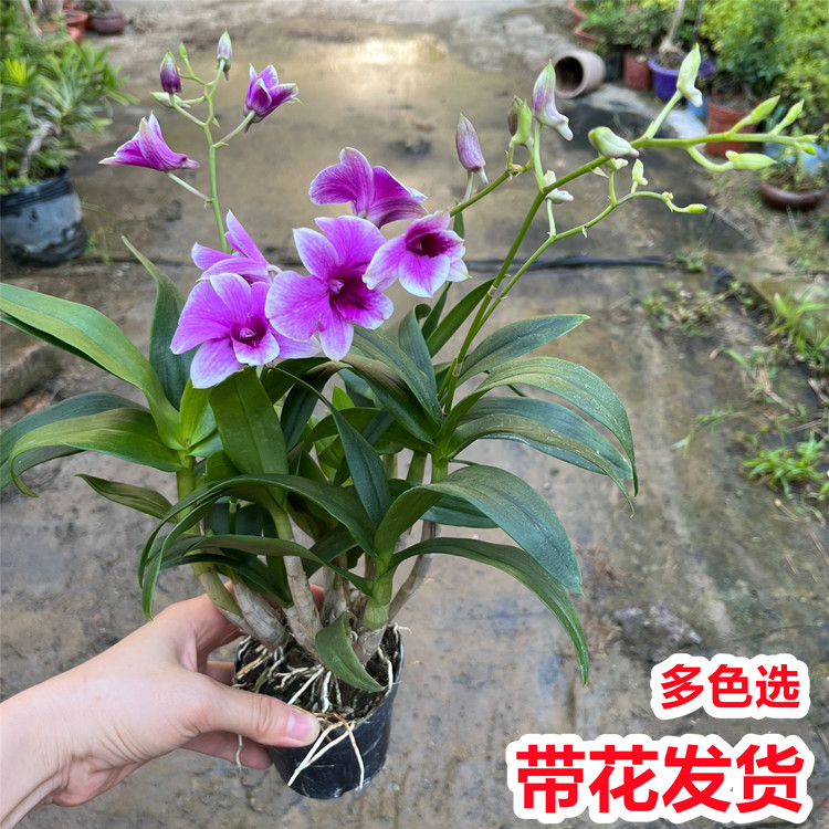 石斛兰花盆栽带花卉室内办公桌净化空气四季开花绿植蝴蝶兰秋石斛