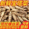2022發芽寶塔菜小個新鮮螺絲菜地環醬泡菜地牯牛菜甘露子農家蔬菜 2022發芽寶塔菜小個新鮮螺絲菜地環醬泡菜地牯牛菜甘露子農家蔬菜