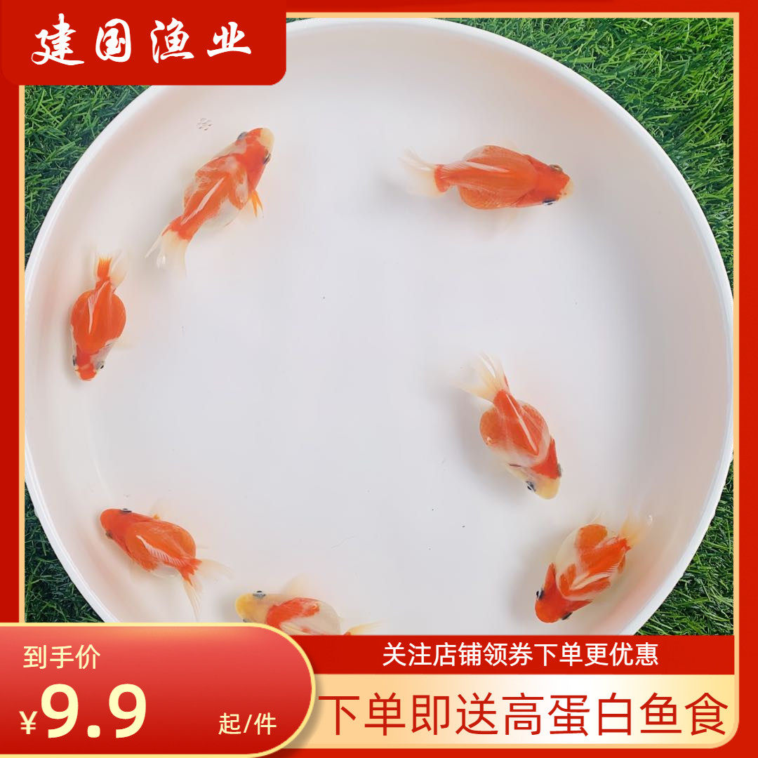 热销短尾鎏金_金鱼活体樱花鎏金金鱼观赏鱼高背鎏金淡水鱼易养短尾