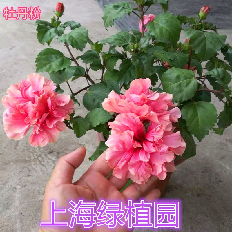 朱槿木瑾花大花锦葵盆栽扶桑牡丹木芙蓉阳台庭院花园多年生木本