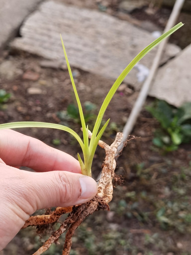 一物一拍实物兰花苗兰草蕙兰朱金黄心变异草艺草艺色会越来越漂亮