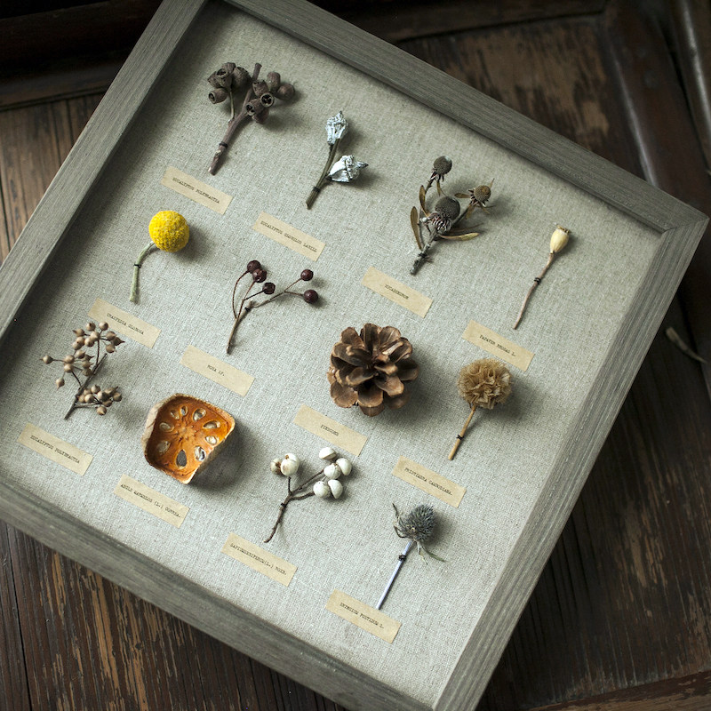 原创设计定制进口植物干花标本框果实拉丁文注释摆件家居礼品包邮