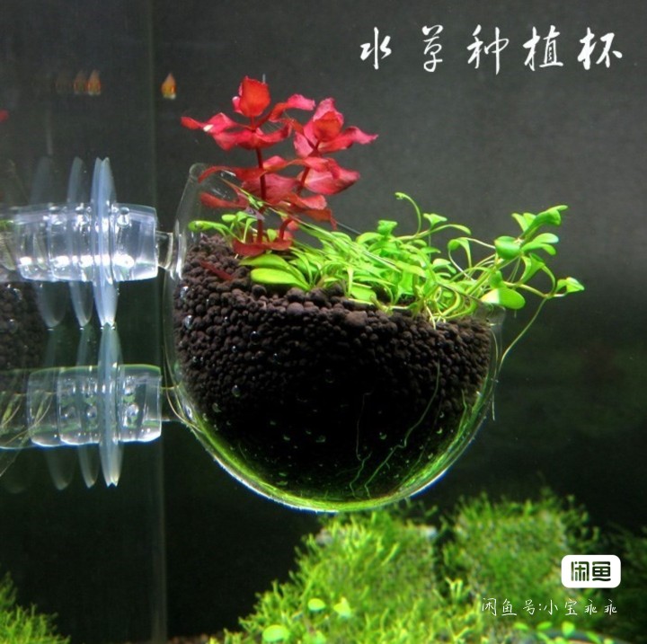 水草种植杯培育杯裸杯鱼缸水族造景花盆杯缸内型玻璃水草种植超白