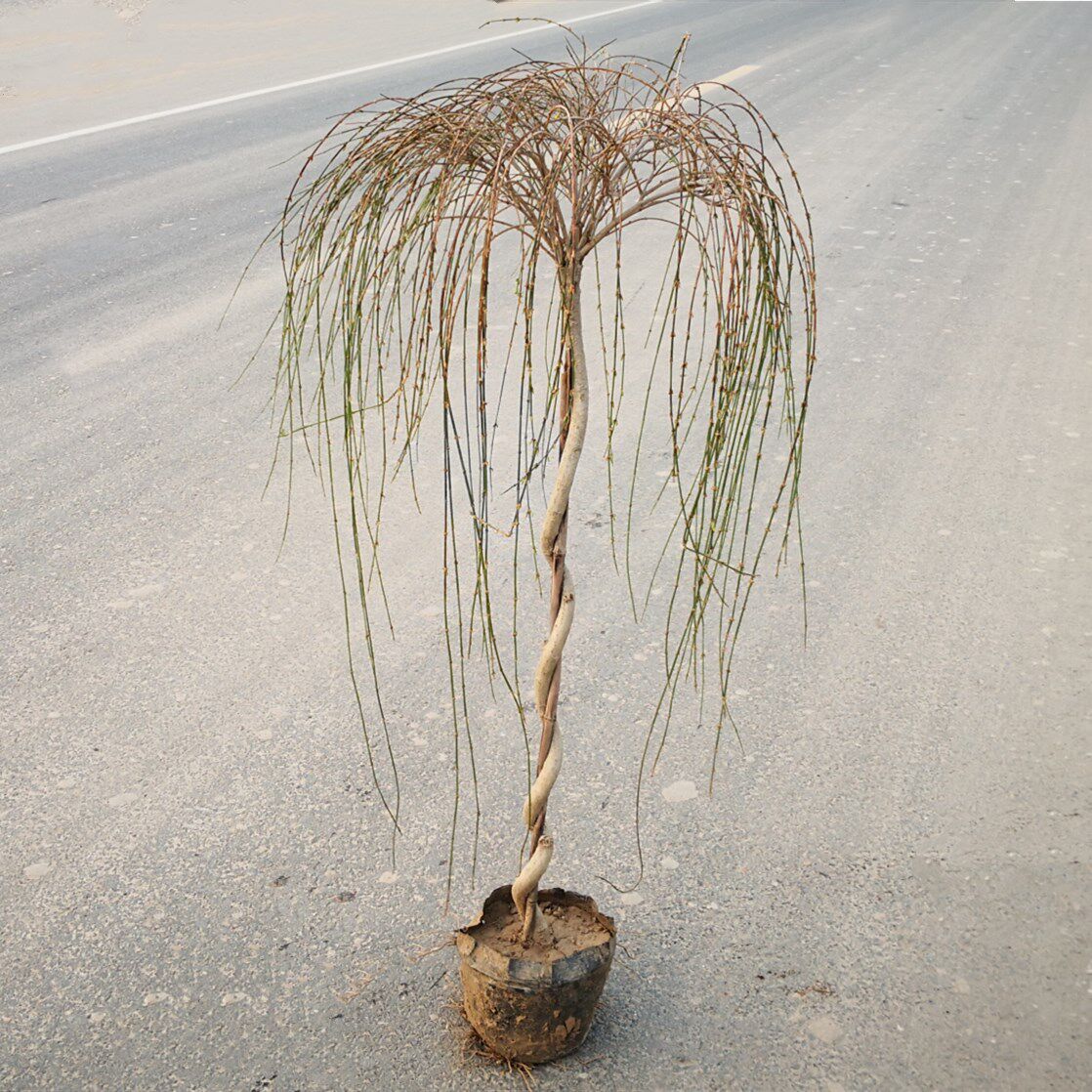 一折迎春花 植物 室内