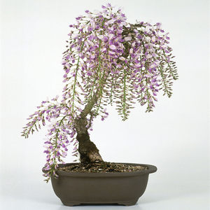 紫藤花盆栽苗盆景树桩攀援花卉爬藤植物年宵花冬季耐寒开花植物