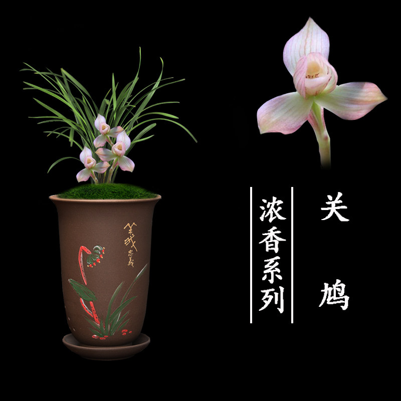 关鸠优惠专场,最新打折特卖商品,淘宝天猫优惠券领取-35优惠券网站