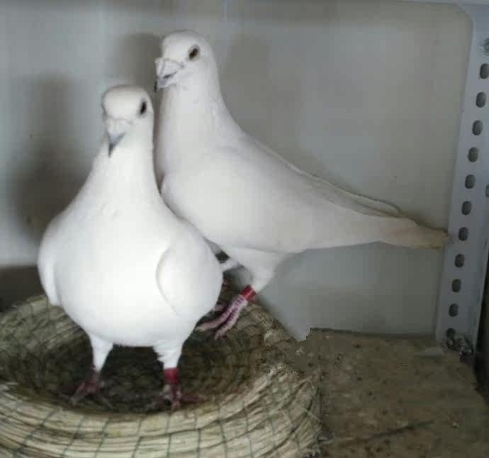 名鸽 信鸽 成绩鸽 詹森杨阿腾信鸽活体幼鸽一对包邮散养白信鸽