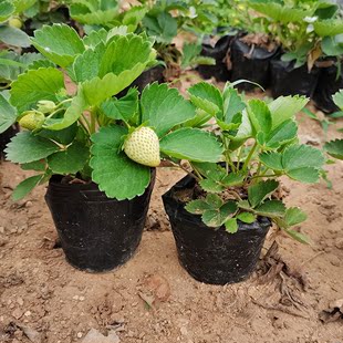 奶油草莓苗盆栽带盆带土种子可食用红颜四季结果阳台种植新苗秧子