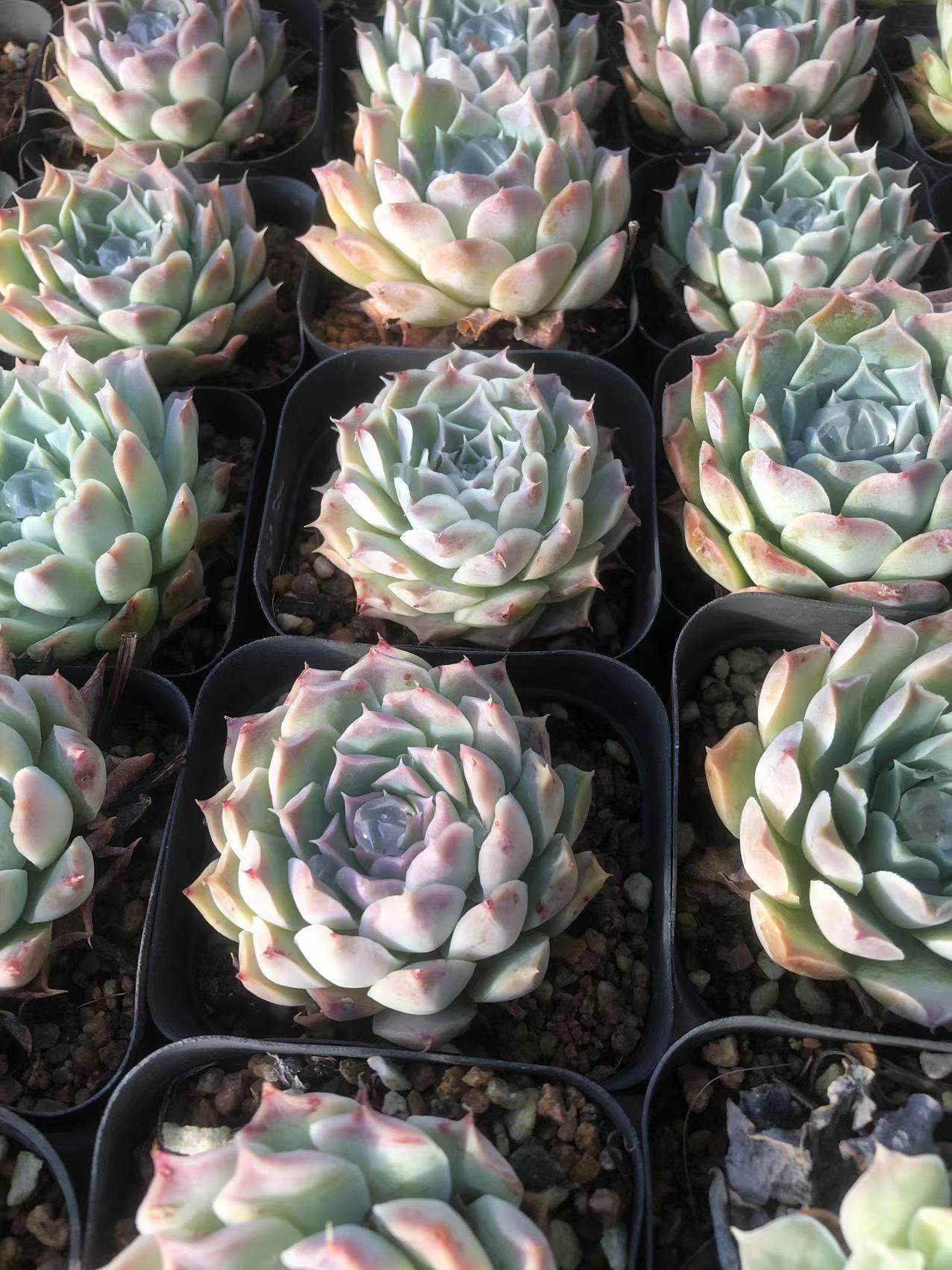 多肉植物财路王半仙半仙肉铺多肉植物