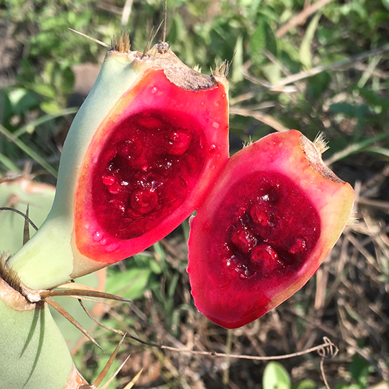 特价野生果_3斤海南三亚仙人掌果野生仙人果花青素稀奇古怪不常见的