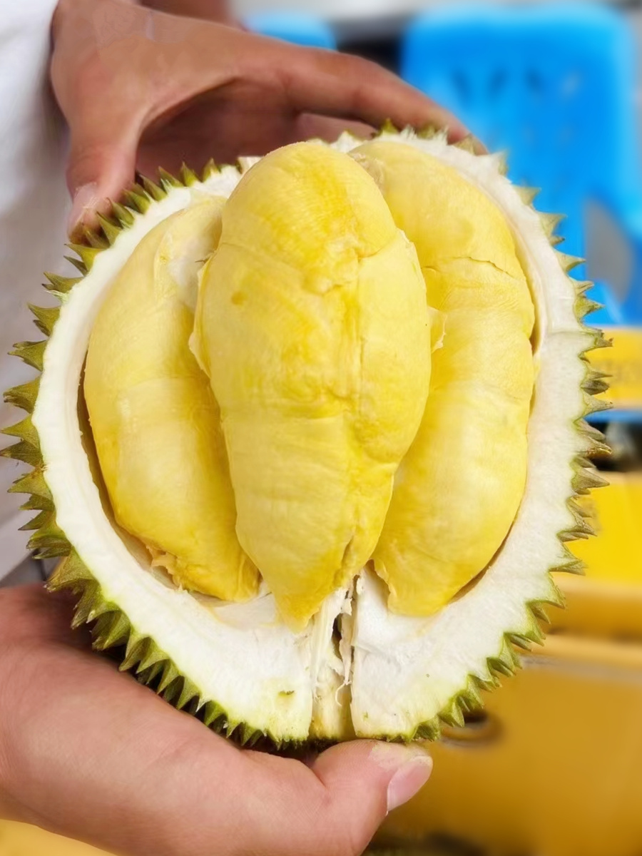 泰国猫山王榴莲