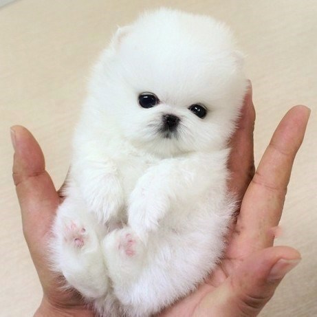 小宠物狗活体 幼犬 小型_茶杯犬博美幼犬纯种活体宠物犬黄白色俊介