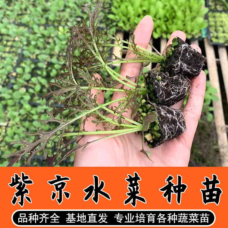 紫色京水菜苗白梗千筋种籽菜籽四季红水晶菜蔬菜孑菜籽菜种芥菜苗