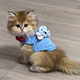 幼犬幼猫衣服0到3斤超小号背心夏季奶狗奶猫衣服茶杯犬小狗居家服