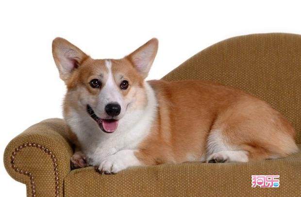 柯基幼犬活体纯种