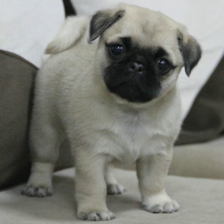 出售纯种巴哥犬活体小型犬巴哥幼犬短毛哈巴狗迷你宠物狗八哥犬6