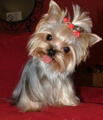 自家犬舍繁殖纯种约克夏梗犬金头银黑背幼犬 茶杯迷你活体宠物狗