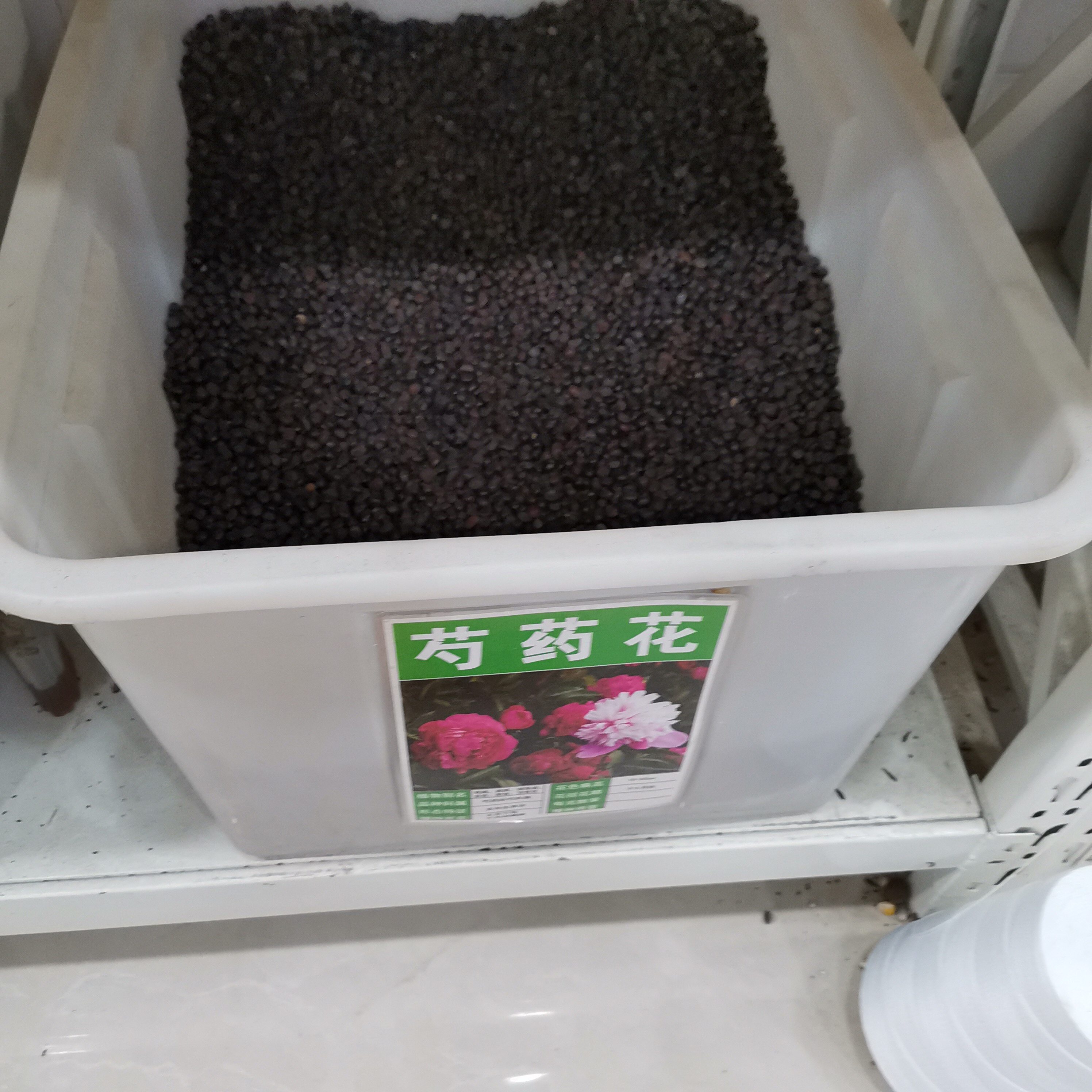 芍药种子花种室内盆栽花卉植物阳台庭院四季家庭园艺种子