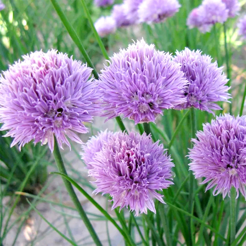 虾夷葱种子细香葱四季花卉盆栽庭院阳台花种孑观赏葱观花种籽花籽