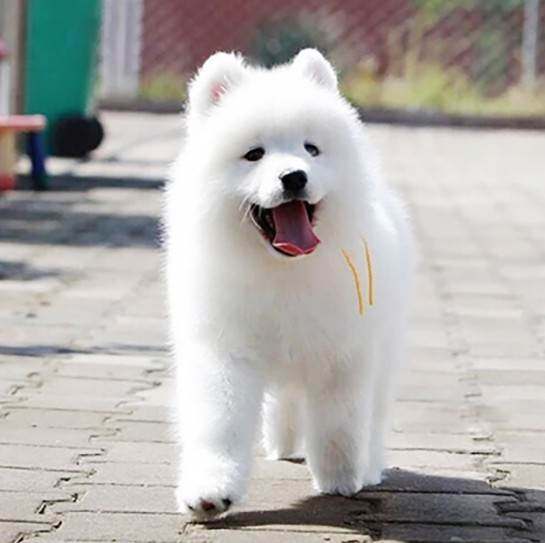 纯种萨摩耶幼犬活体微笑天使白色熊版雪橇犬银狐犬家养宠物狗真狗