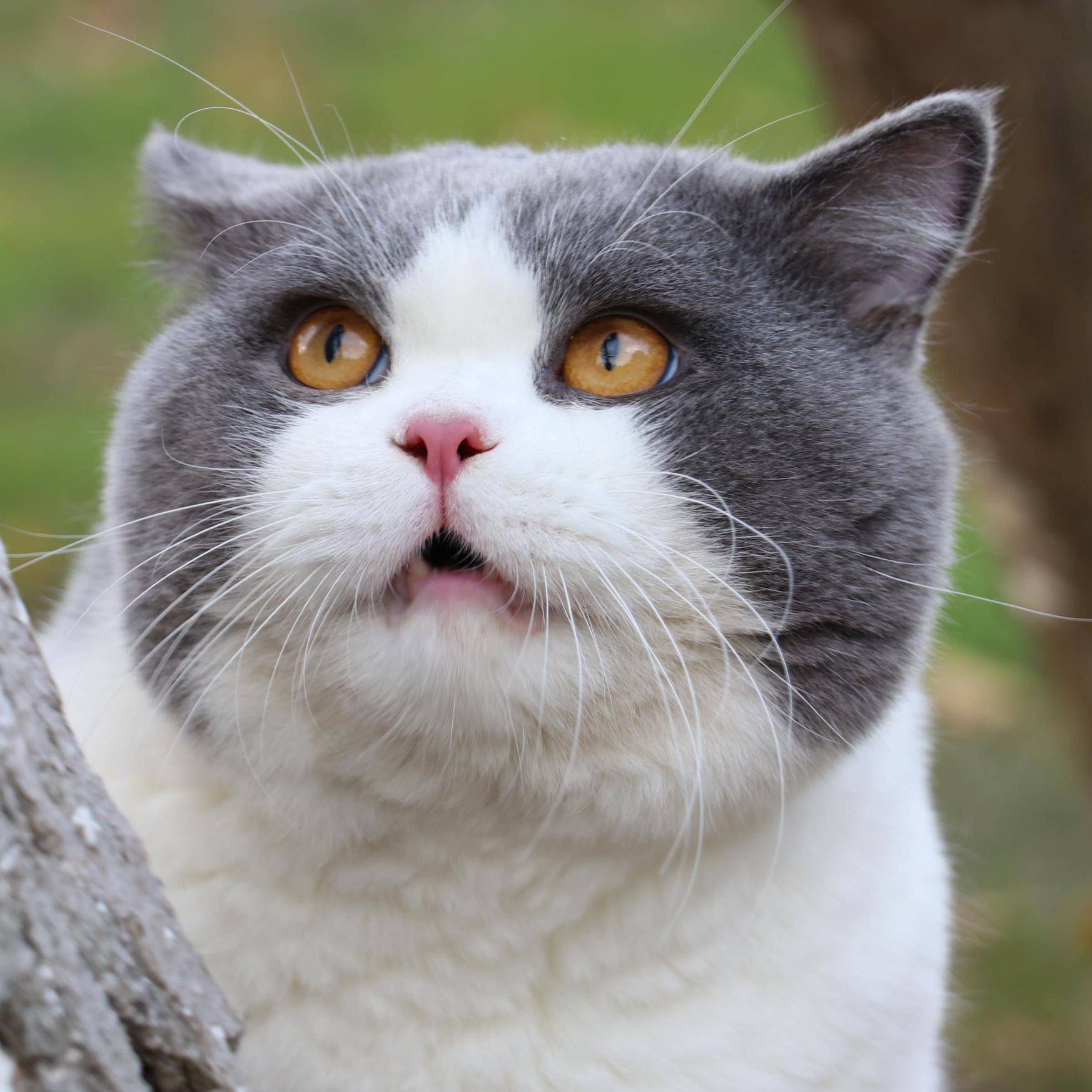 英短蓝白蓝猫布偶猫矮脚折耳美短金银渐层猫咪活物小猫幼猫宠物猫